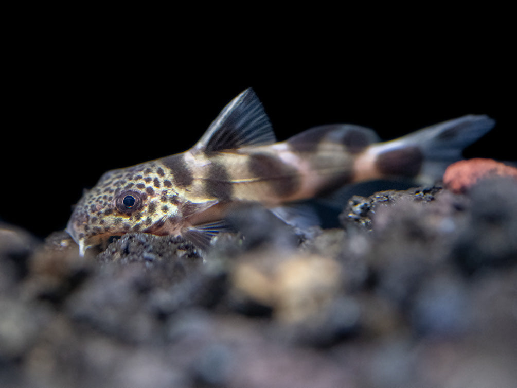 Synodontis Irregularis Catfish (Synodontis hybrid), Tank-Bred!