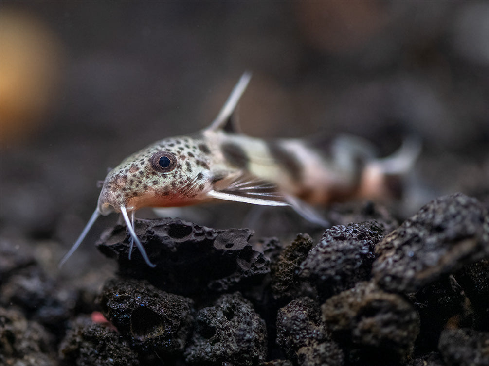 Synodontis Irregularis Catfish (Synodontis hybrid), Tank-Bred!