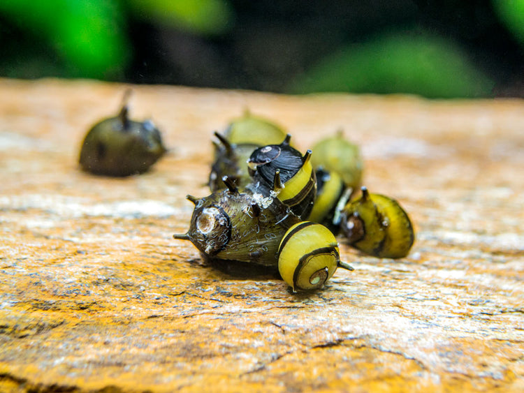 Zebra Thorn/Horn Nerite Snails freshwater snail for sale at Aquatic Arts