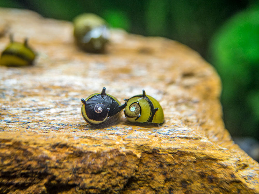 Nerite Snail Combo Pack: Tiger + Zebra + Zebra Thorn Nerites