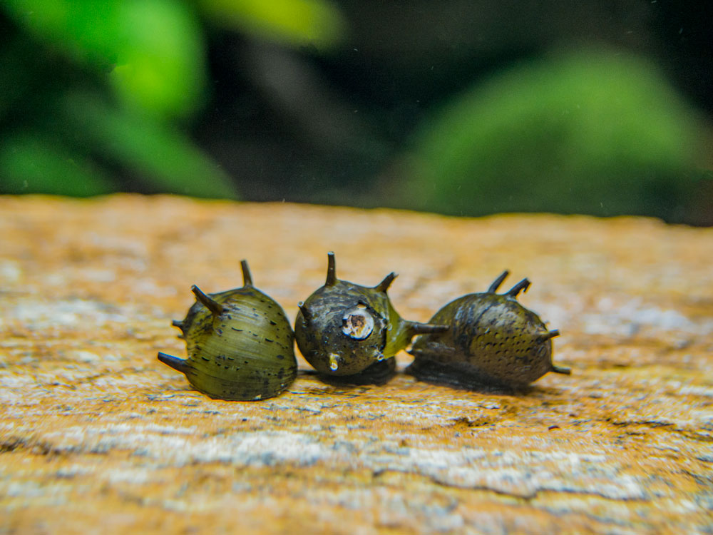 Zebra Thorn/Horn Nerite Snails freshwater snail for sale at Aquatic Arts