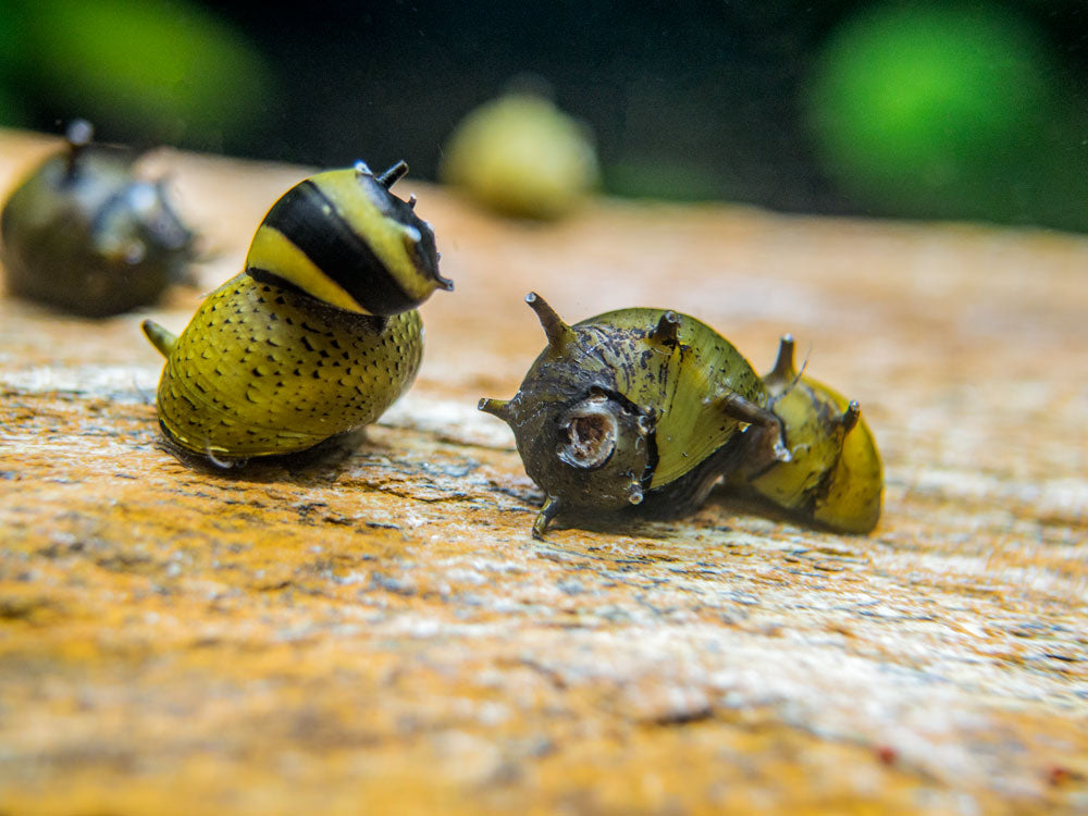 Zebra Thorn/Horn Nerite Snails freshwater snail for sale at Aquatic Arts