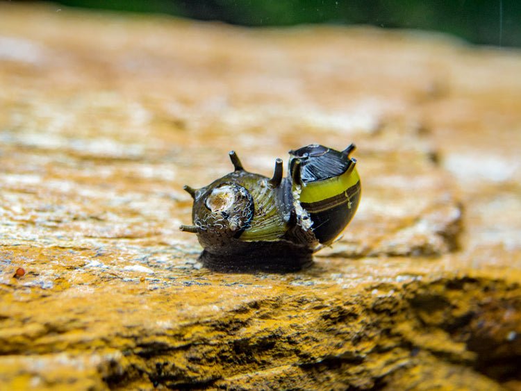 Zebra Thorn/Horn Nerite Snails freshwater snail for sale at Aquatic Arts