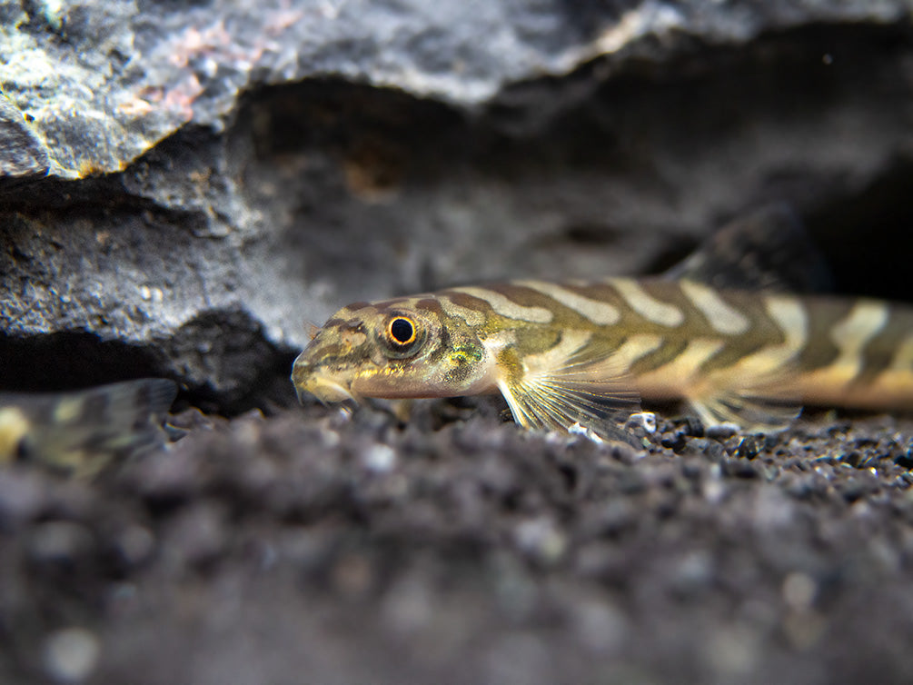 Zodiac AKA Batik Loach (Mesonoemacheilus triangularis)