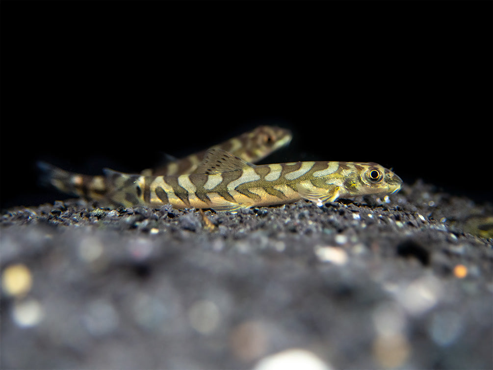 Zodiac AKA Batik Loach (Mesonoemacheilus triangularis)