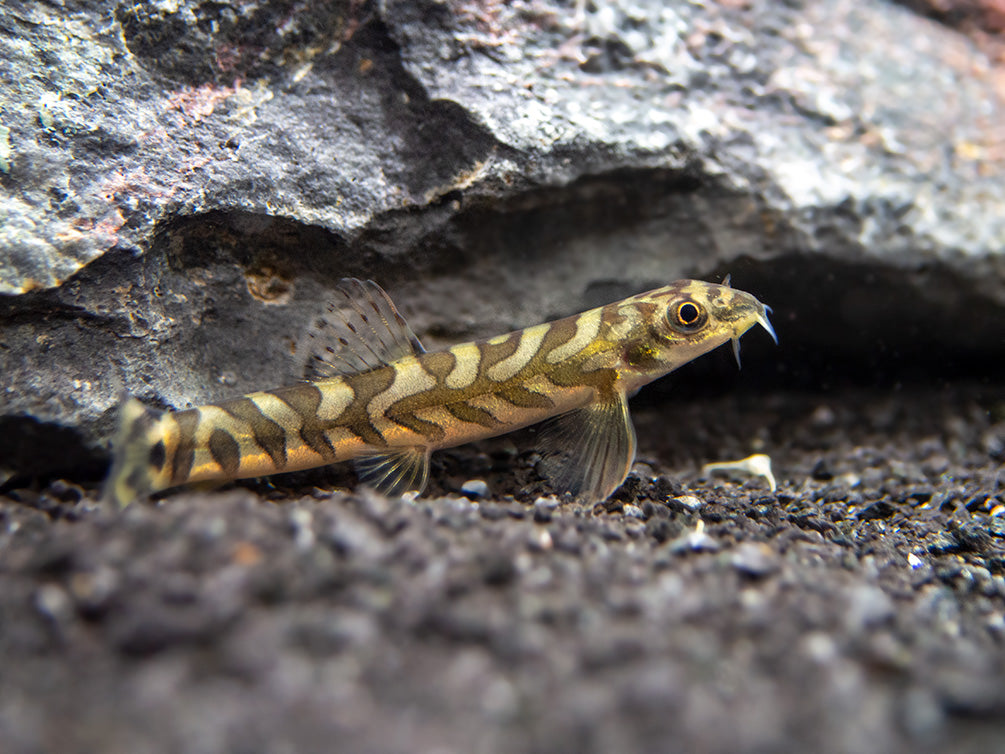 Zodiac AKA Batik Loach (Mesonoemacheilus triangularis)