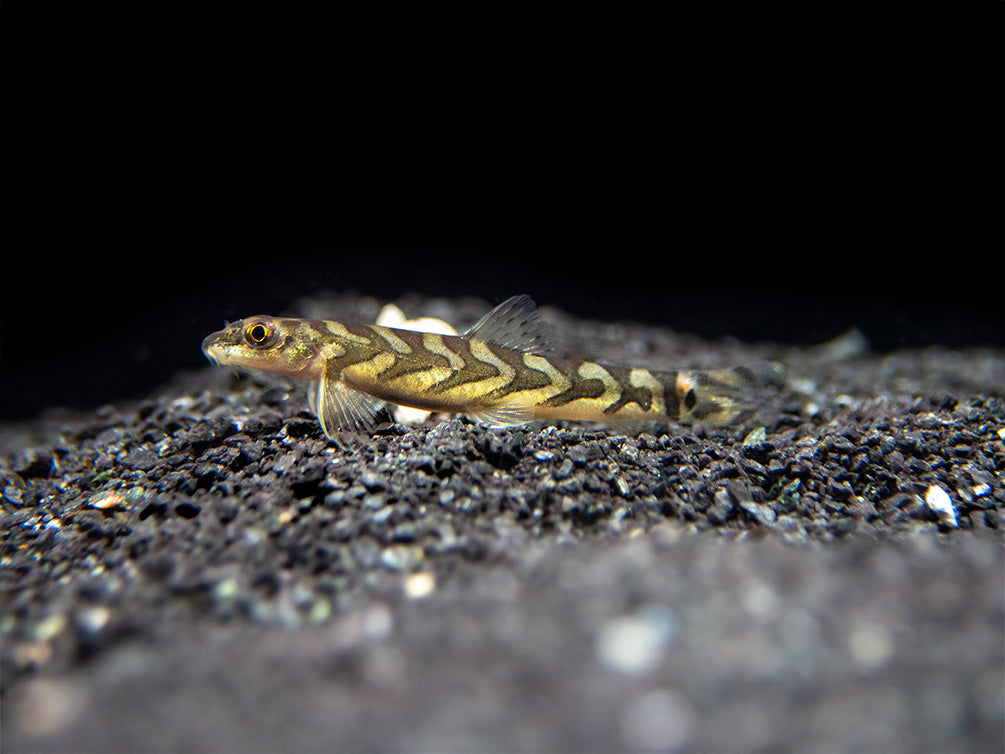 Zodiac AKA Batik Loach (Mesonoemacheilus triangularis)