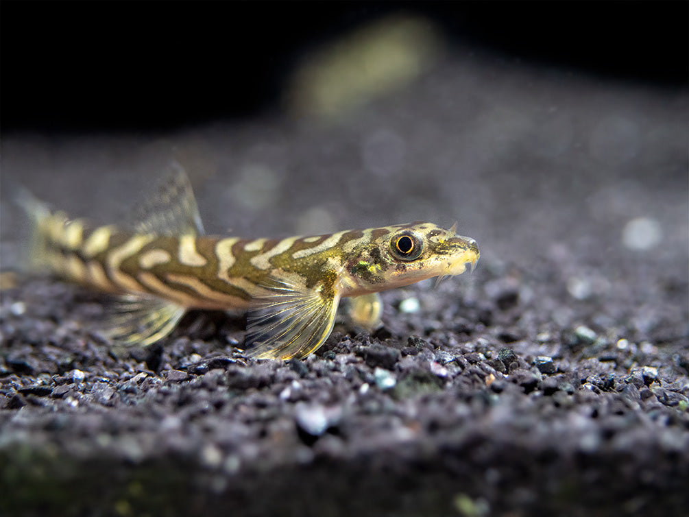 Zodiac AKA Batik Loach (Mesonoemacheilus triangularis)