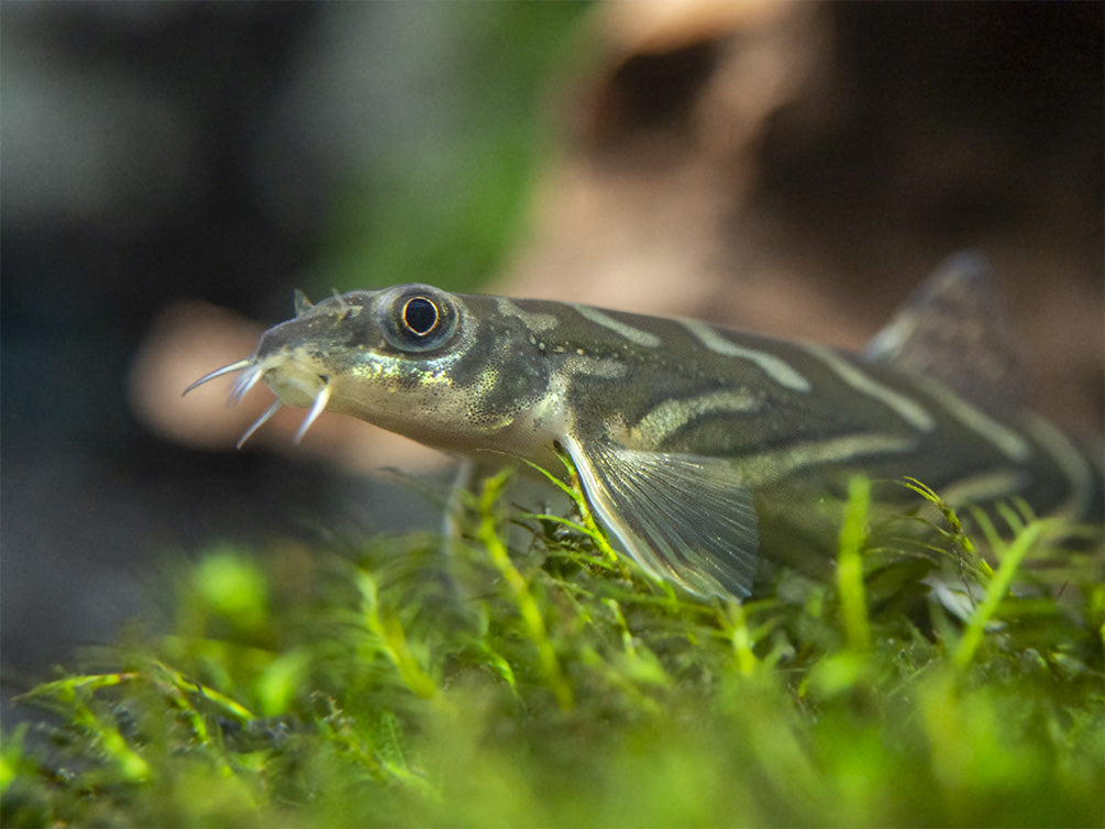 Zodiac AKA Batik Loach (Mesonoemacheilus triangularis)