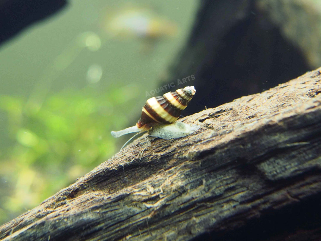 assassin snail on driftwood