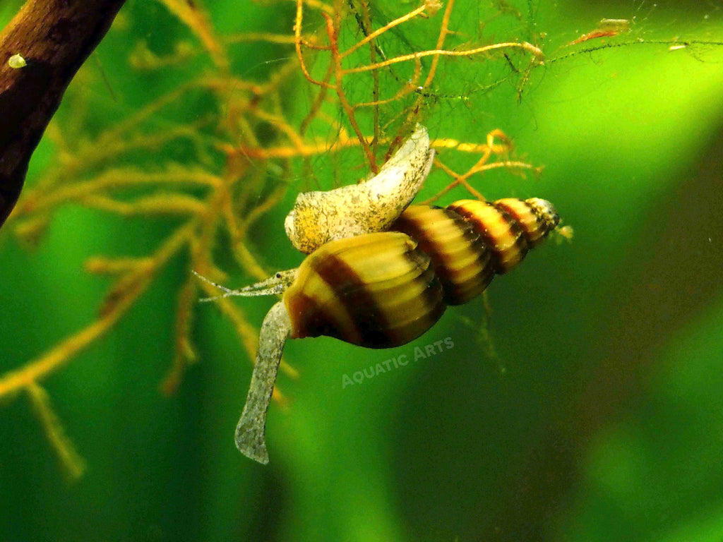 assassin snail hanging upside down