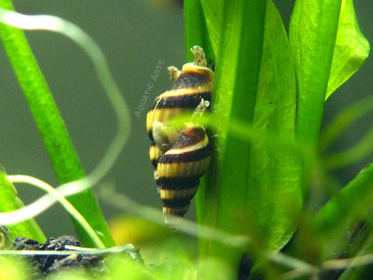 aquatic arts two assassin snails climbing 