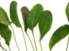 Altlandsberg Sword (Echinodorus sp. 