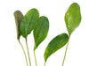 Altlandsberg Sword (Echinodorus sp. 
