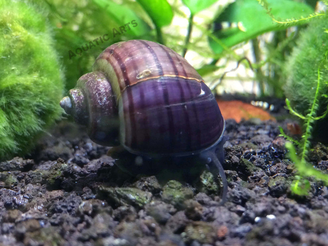 Purple Mystery Snails (Pomacea bridgesii) - Tank-Bred!