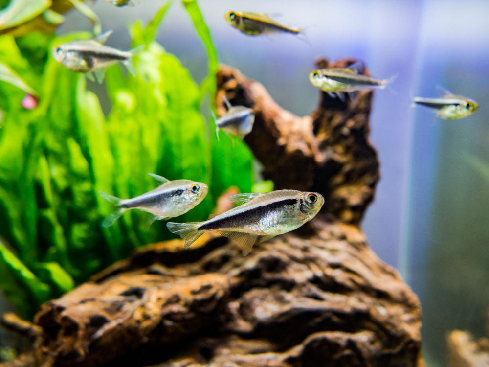 Black Neon Tetra (Hyphessobrycon herbertaxelrodi) - Tank-Bred!