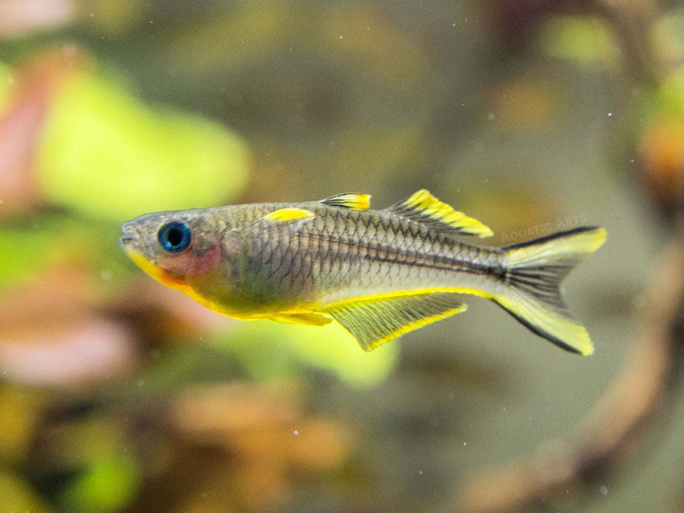 Forktail/Furcata Blue Eye Rainbowfish (Pseudomugil furcatus) - Tank-Bred!