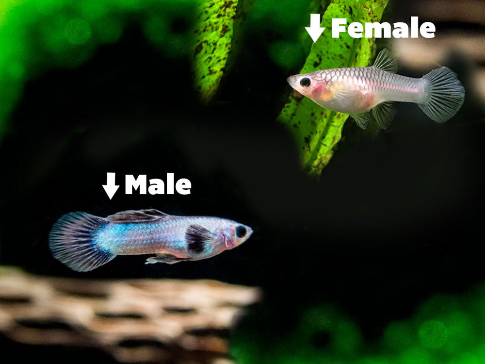 Dwarf Blue Panda Guppy for sale