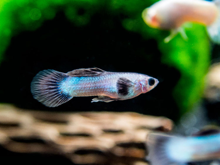 Dwarf Blue Panda Guppy for sale