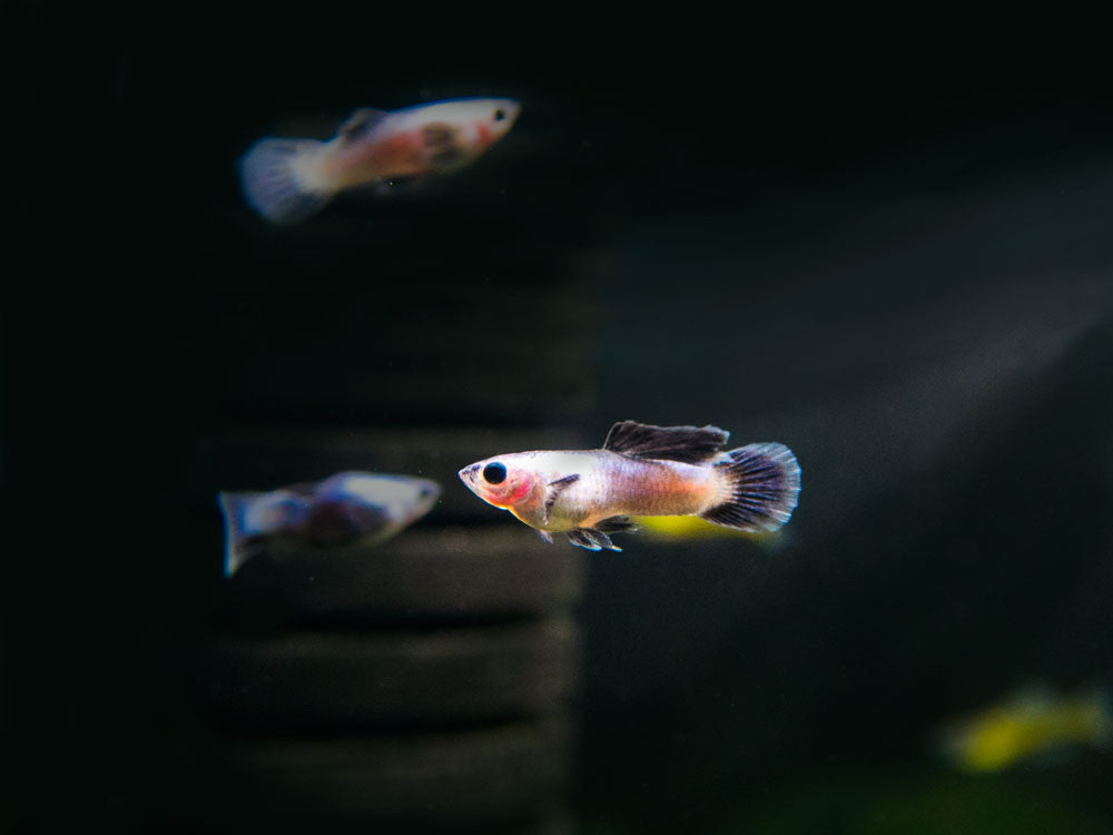 Dwarf Blue Panda Guppy for sale