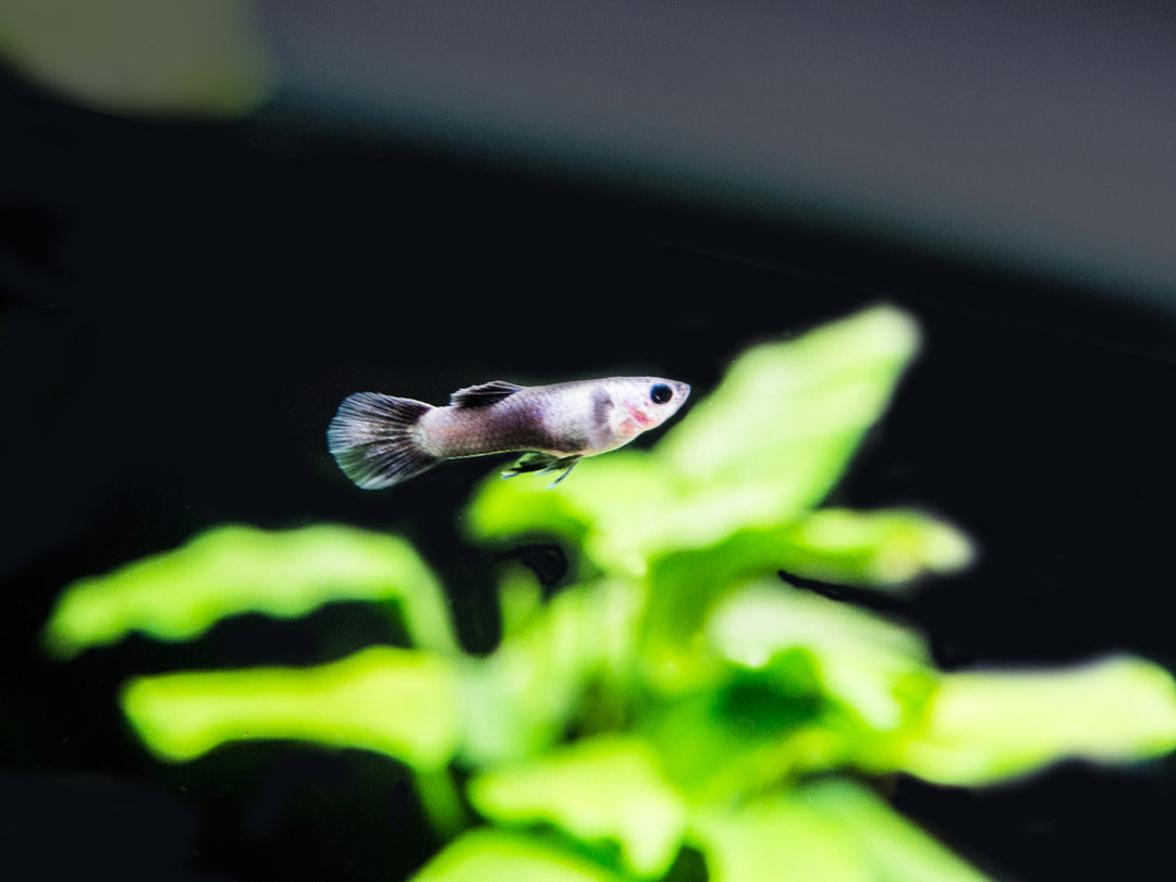 Dwarf Blue Panda Guppy for sale