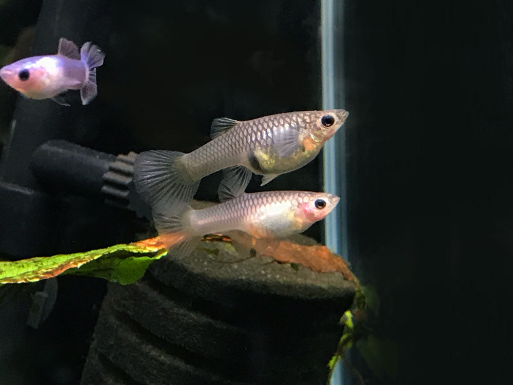 Dwarf Blue Panda Guppy for sale