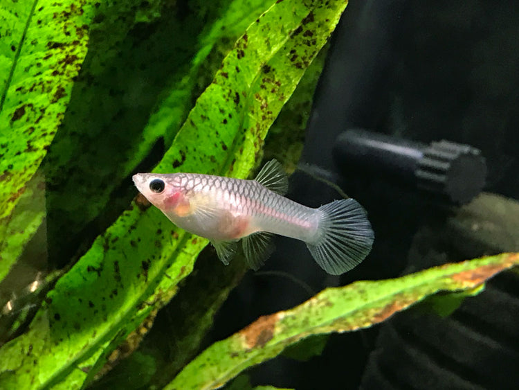 Dwarf Blue Panda Guppy for sale