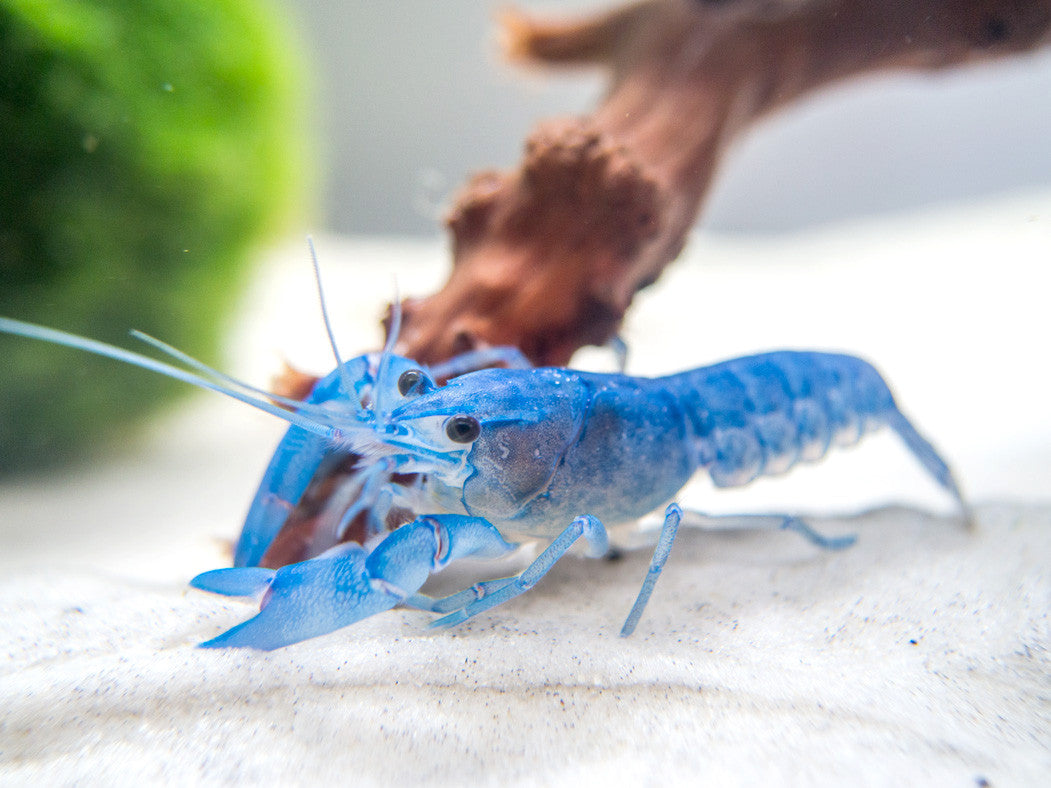 Blue Pearl Crayfish (Cherax albidus) - Tank-Bred!