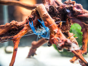 Blue Pearl Crayfish (Cherax albidus) - Tank-Bred!