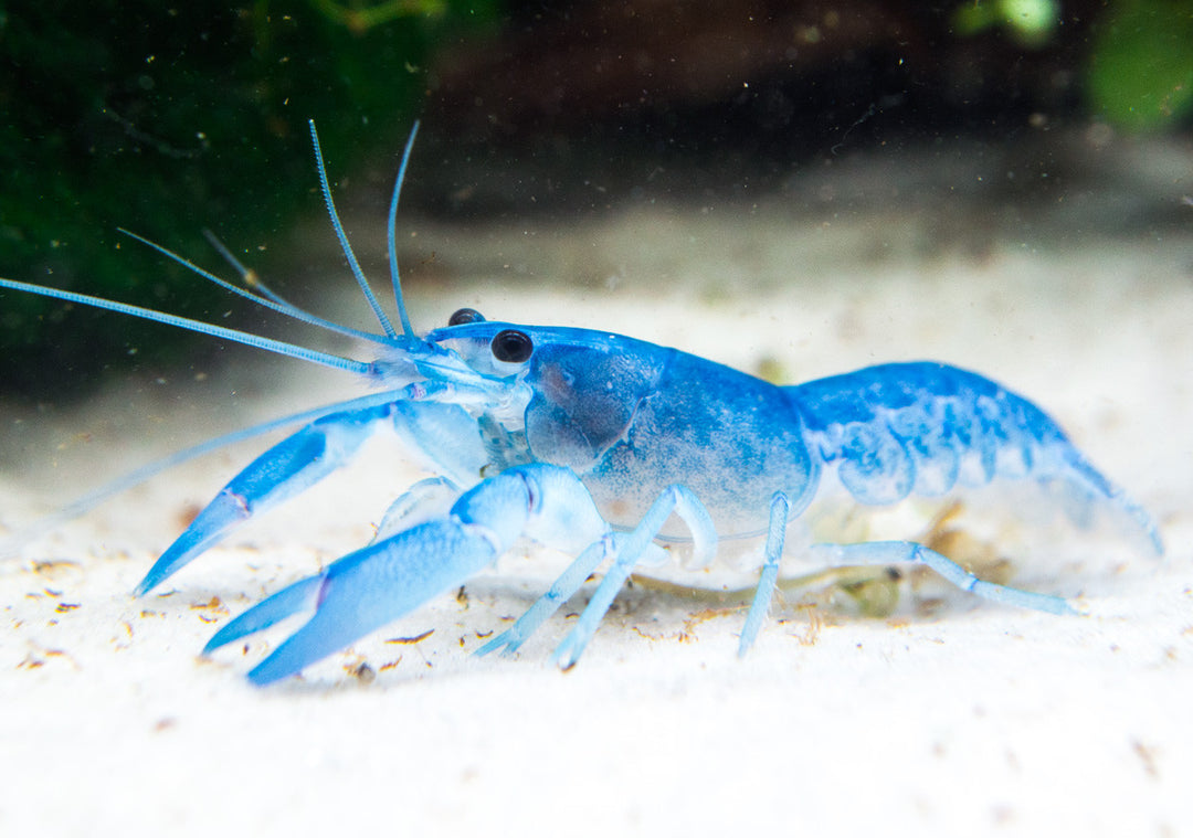 Blue Pearl Crayfish (Cherax albidus) - Tank-Bred!