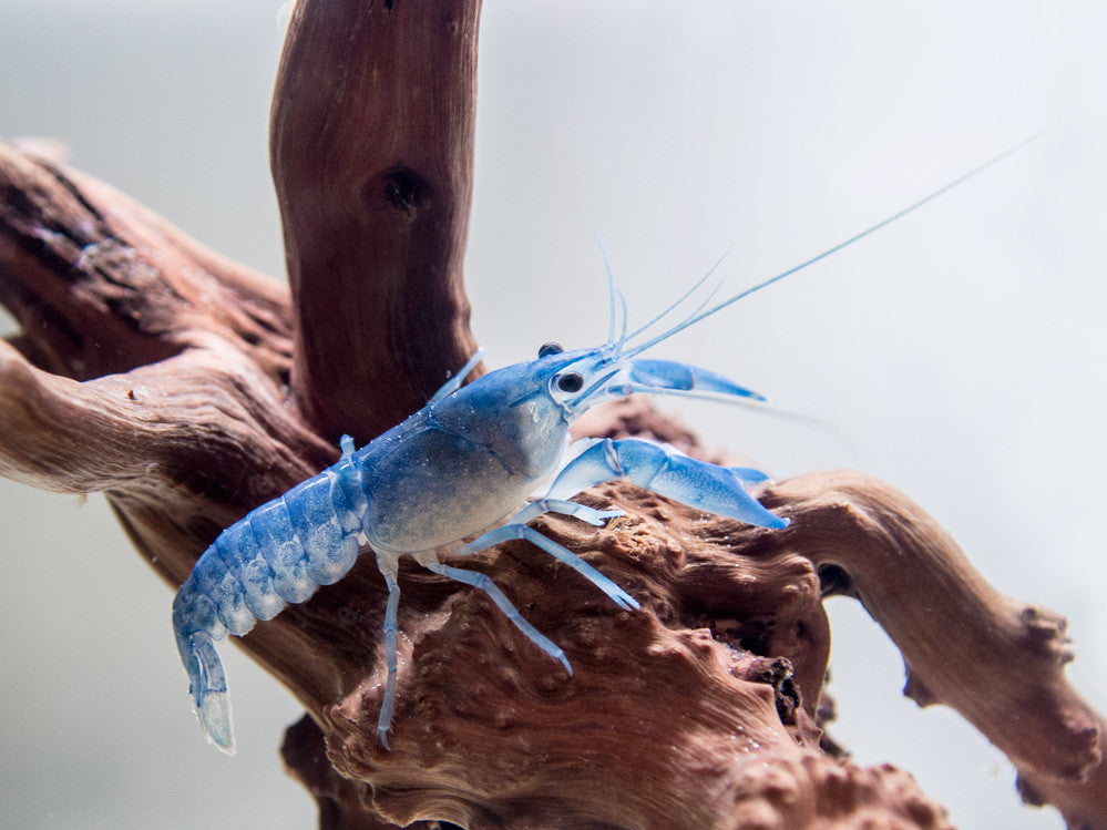 Blue Pearl Crayfish (Cherax albidus) - Tank-Bred!