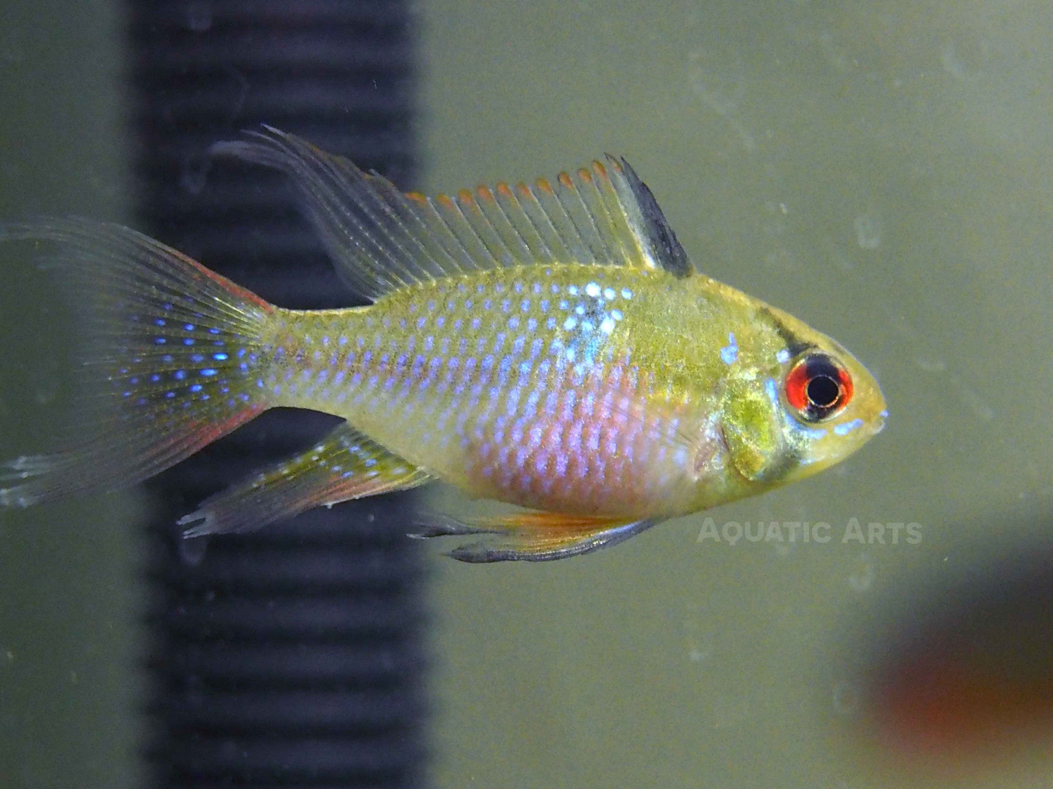 German Blue Ram Dwarf Cichlid for sale