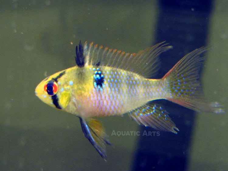 German Blue Ram Dwarf Cichlid for sale