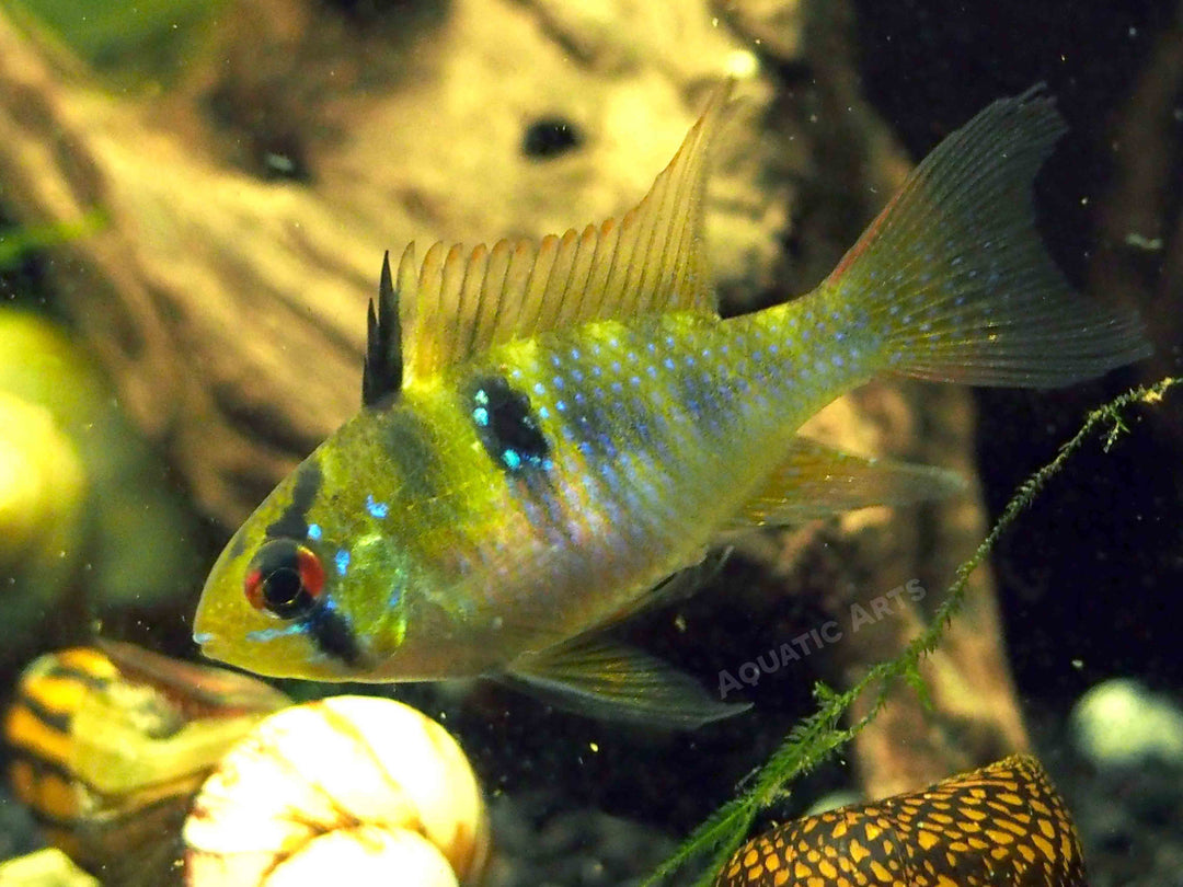 German Blue Ram Dwarf Cichlid for sale