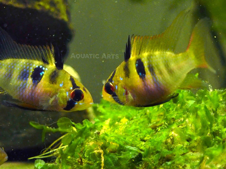 German Blue Ram Dwarf Cichlid for sale