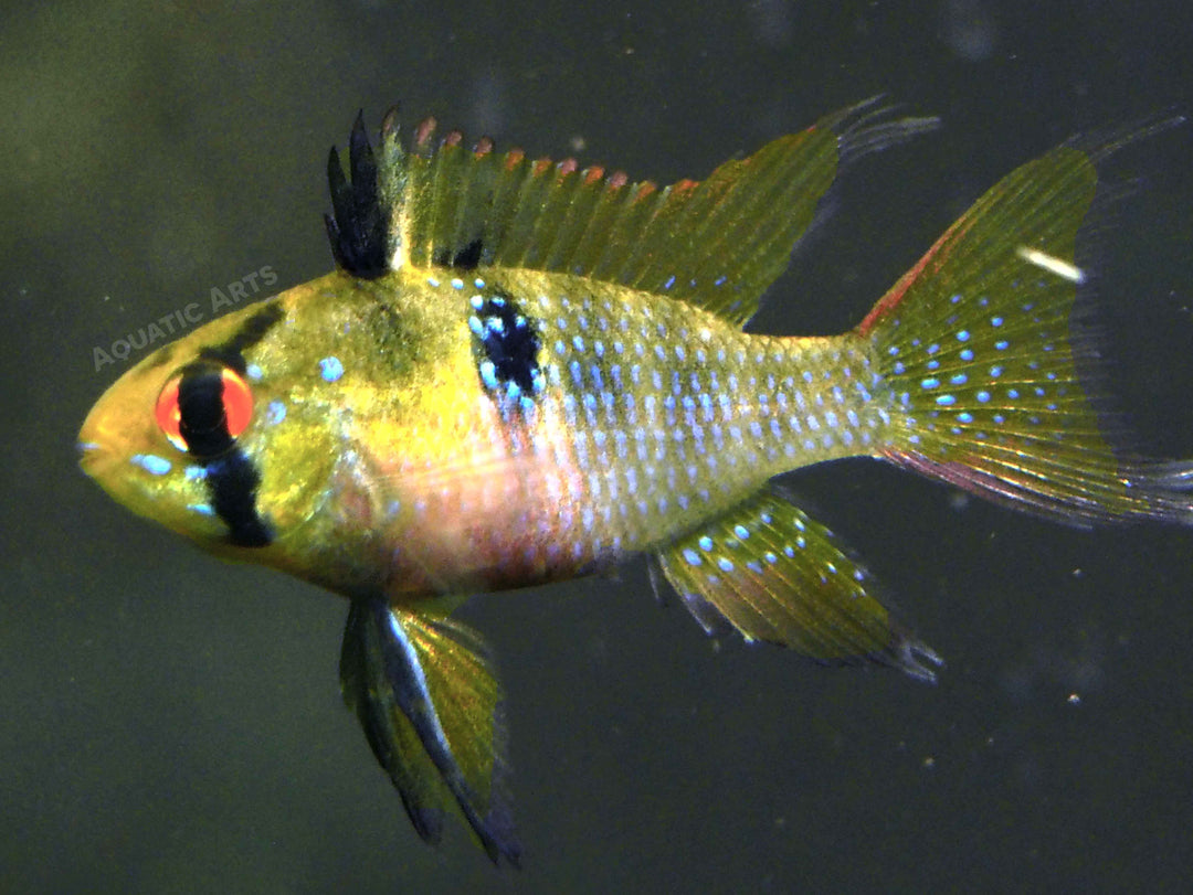 German Blue Ram Dwarf Cichlid for sale