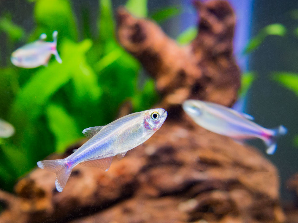 Cochu's Blue Tetra AKA Blue King Tetra for sale