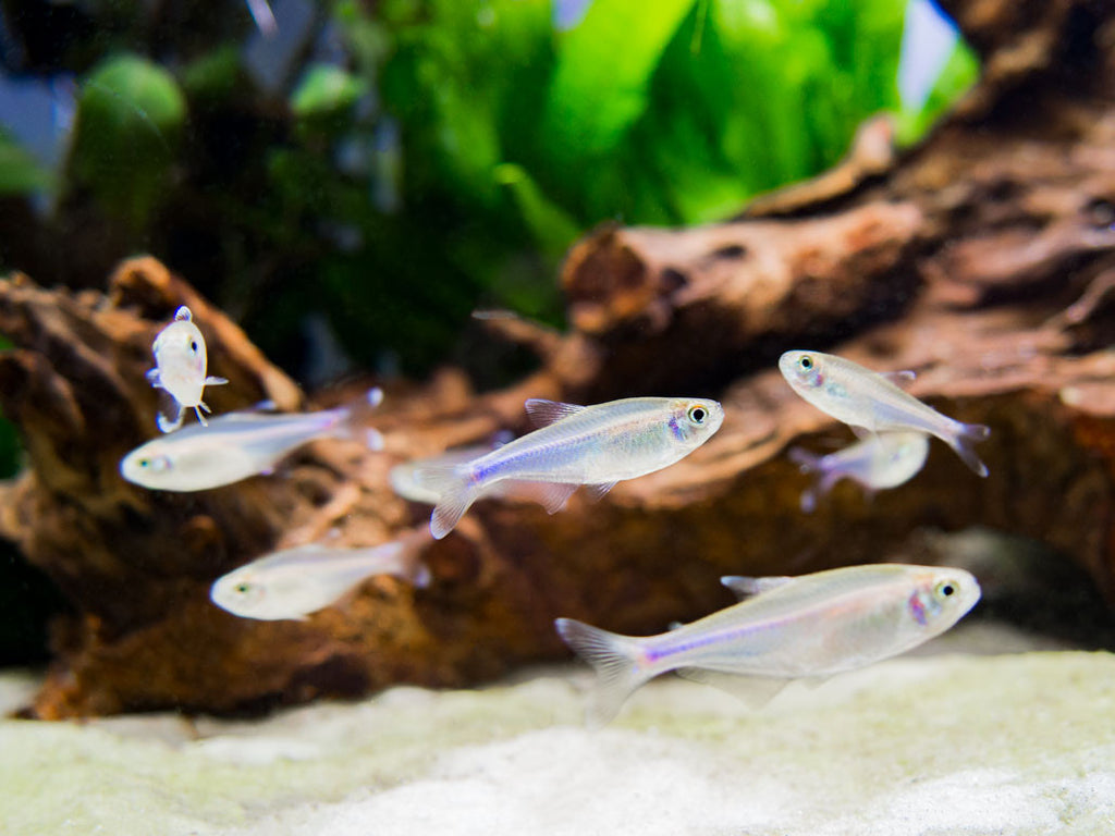 Cochu's Blue Tetra AKA Blue King Tetra (Boehlkea fredcochui), Tank-Bred