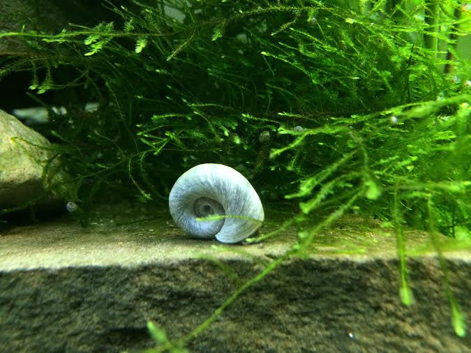 Blue/Silver Ramshorn Snails (1/4" to 1")