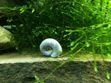Blue/Silver Ramshorn Snails (1/4