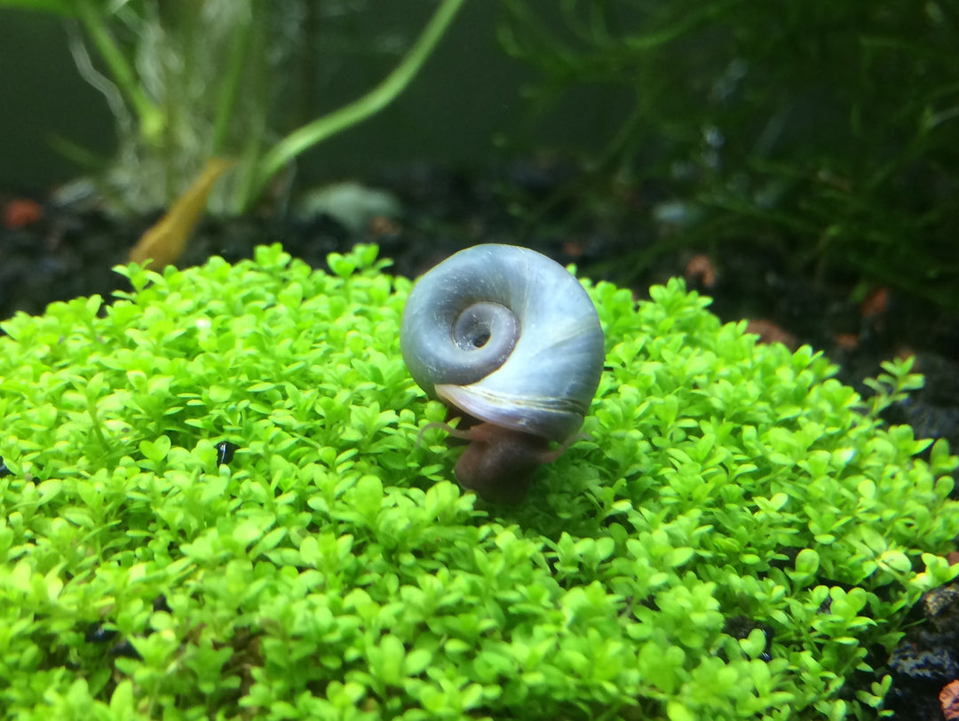 Blue/Silver Ramshorn Snails (1/4" to 1")