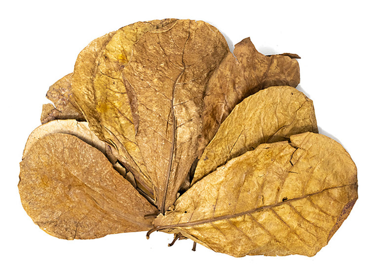 catappa leaves benefits 