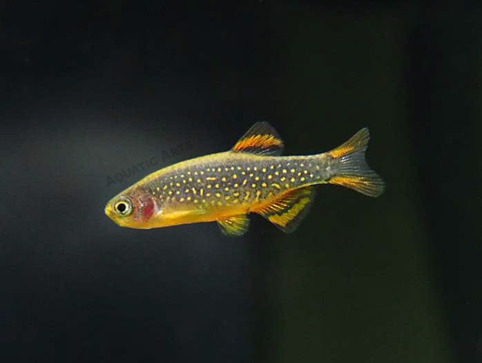 Celestial Pearl Danio AKA Galaxy Rasbora (Celestichthys margaritatus), Tank-Bred