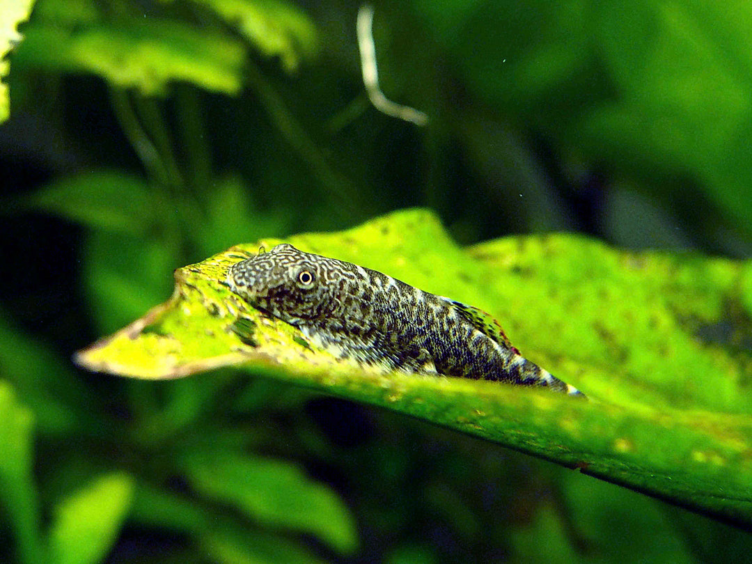 Chinese Hillstream Loach (Pseudogastromyzon myersi)
