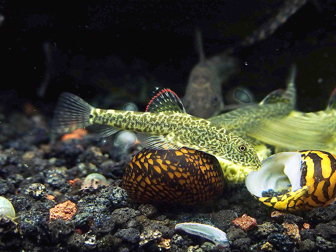 Chinese Hillstream Loach (Pseudogastromyzon myersi)