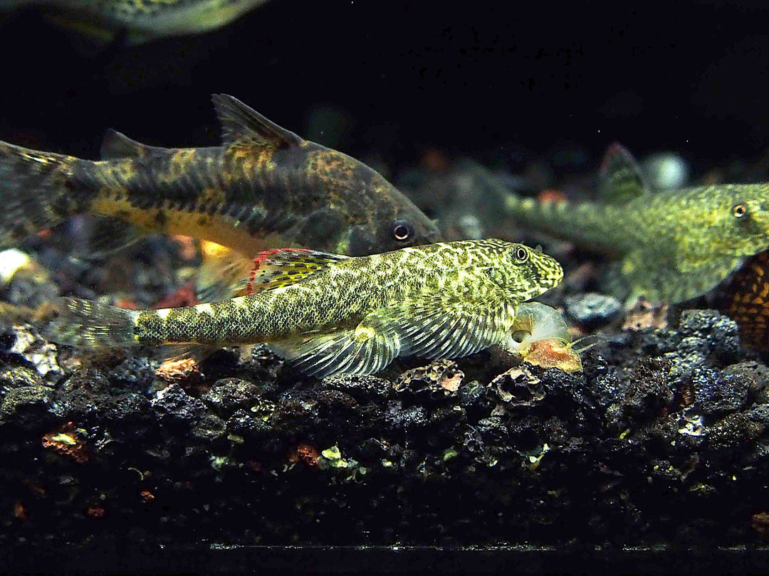 Chinese Hillstream Loach (Pseudogastromyzon myersi)