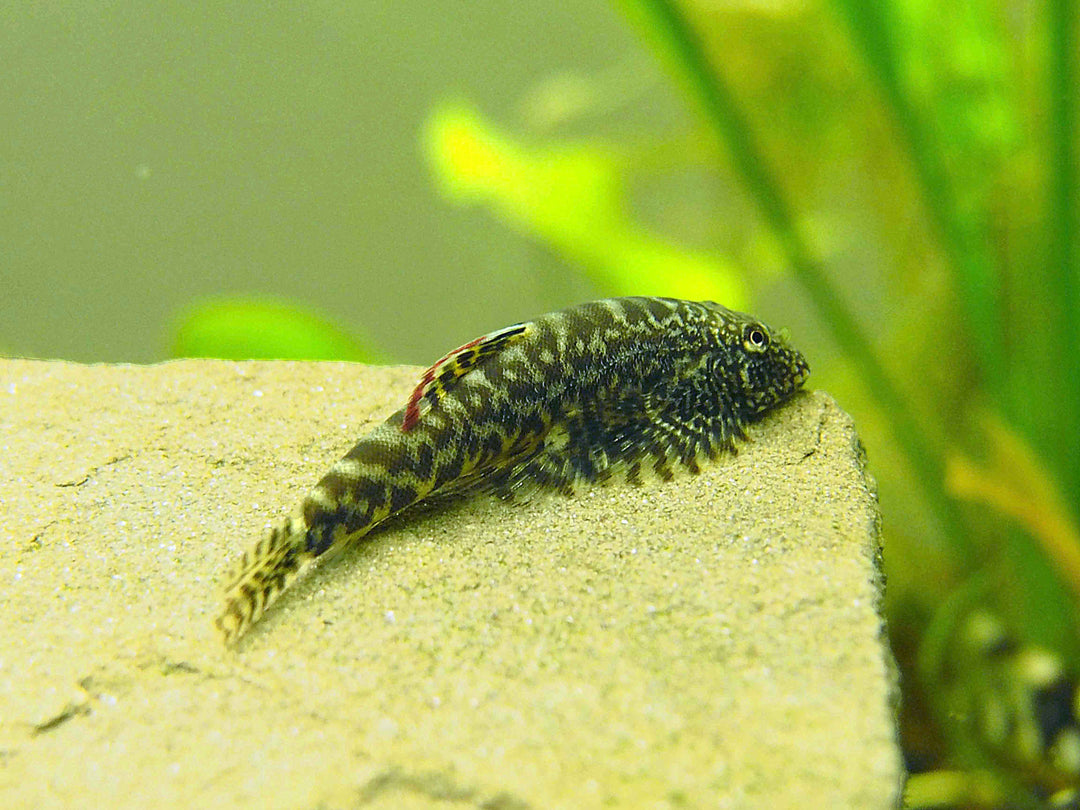 Chinese Hillstream Loach (Pseudogastromyzon myersi)