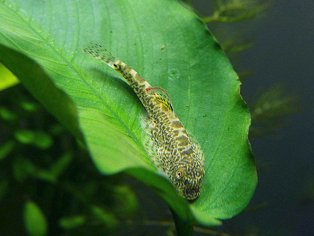 Chinese Hillstream Loach (Pseudogastromyzon myersi)
