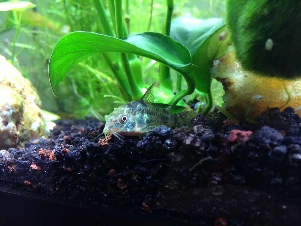 Peppered AKA Blue Leopard AKA Mottled Cory Catfish (Corydoras paleatus), Tank-Bred