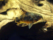 Peppered AKA Blue Leopard AKA Mottled Cory Catfish (Corydoras paleatus), Tank-Bred